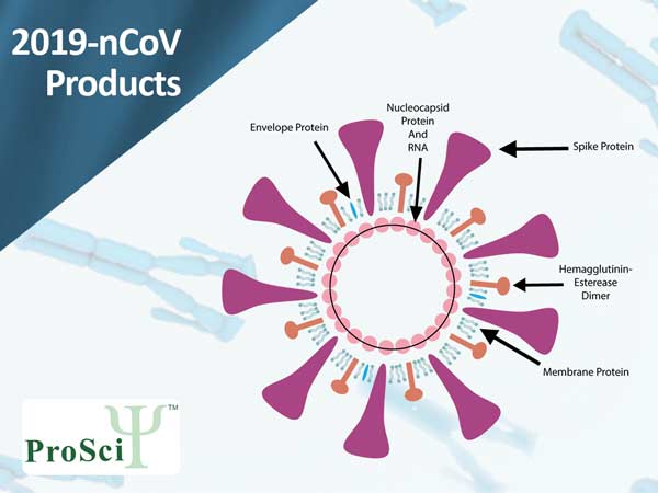 2019-nCoV antibodies 20 µg for $99 available.